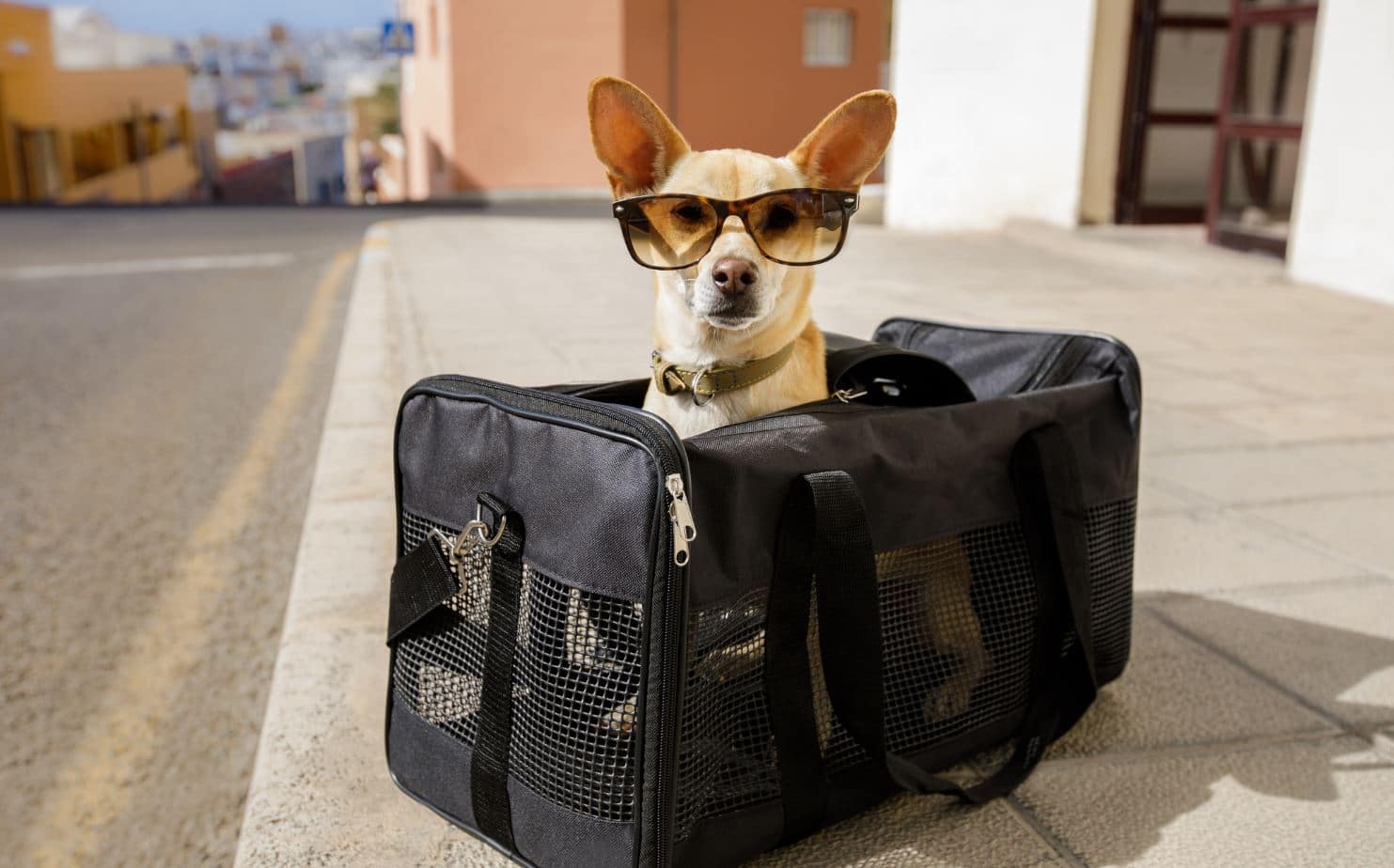 Animal Sac Voyage