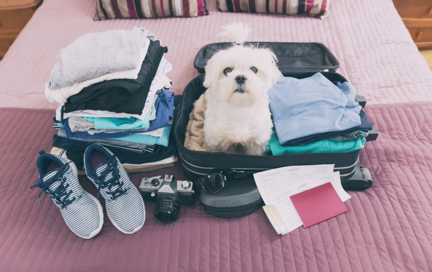 Animal Valise