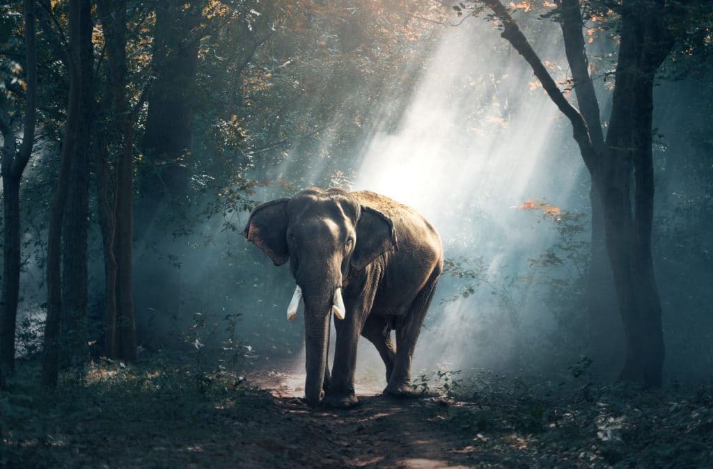 Elephant Inde 
