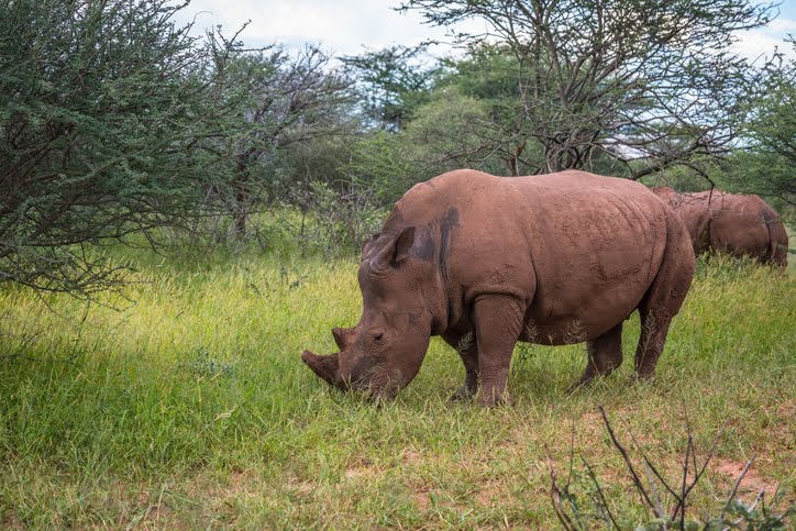 Rhinocéros blanc le Parc National-de-Waterberg Plateau Namibie