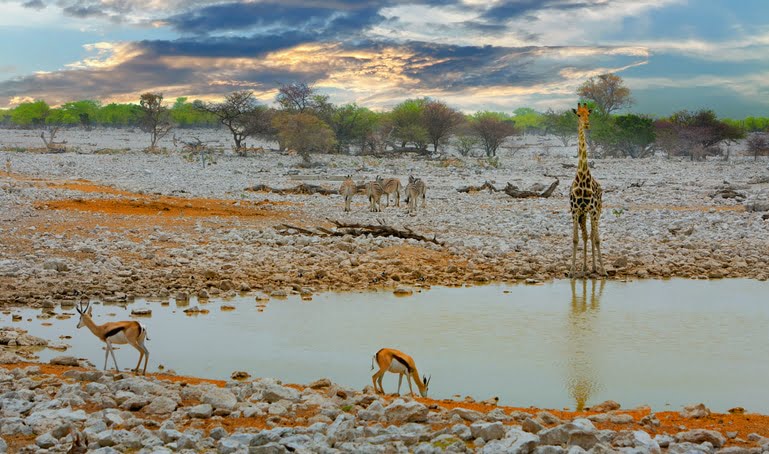 Trou d’eau dans le Parc National Etosha girafes et Impala
