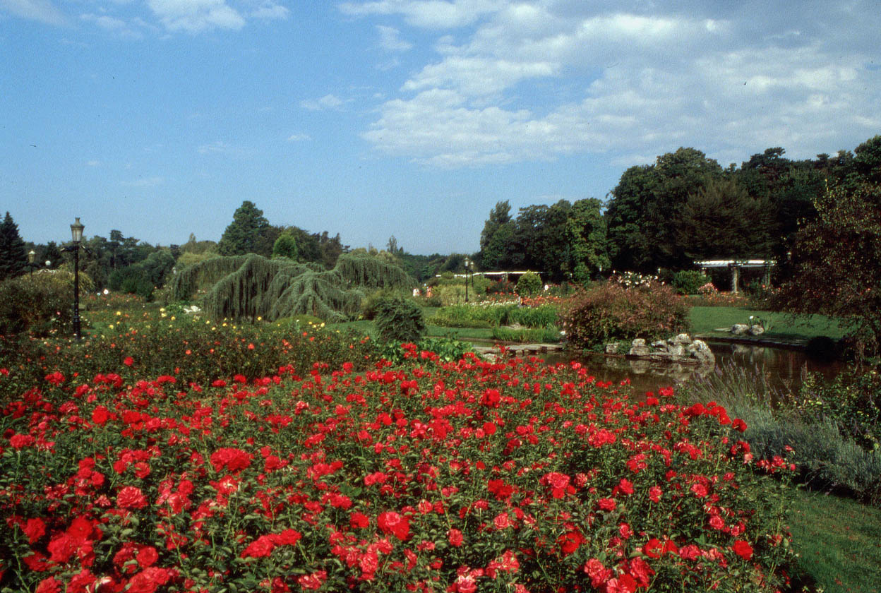 Roseraie Du Parc De La Tête D'or, Lyon