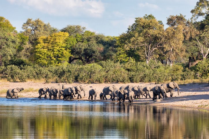 parc de Bwabwata - Éléphant africain Namibie Faune de safari d'Afrique
