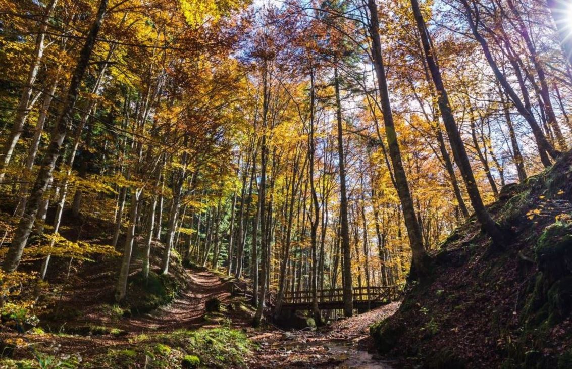 Parc National Des Forêts