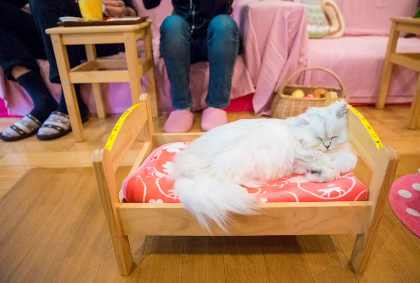 Bar à Chat