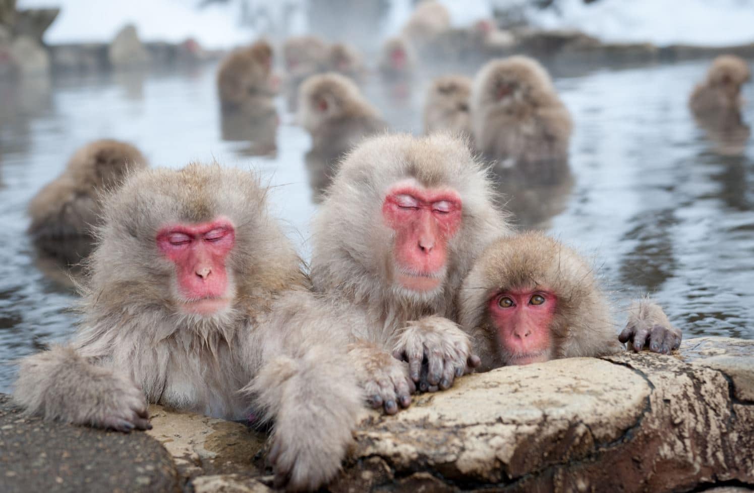 Singes