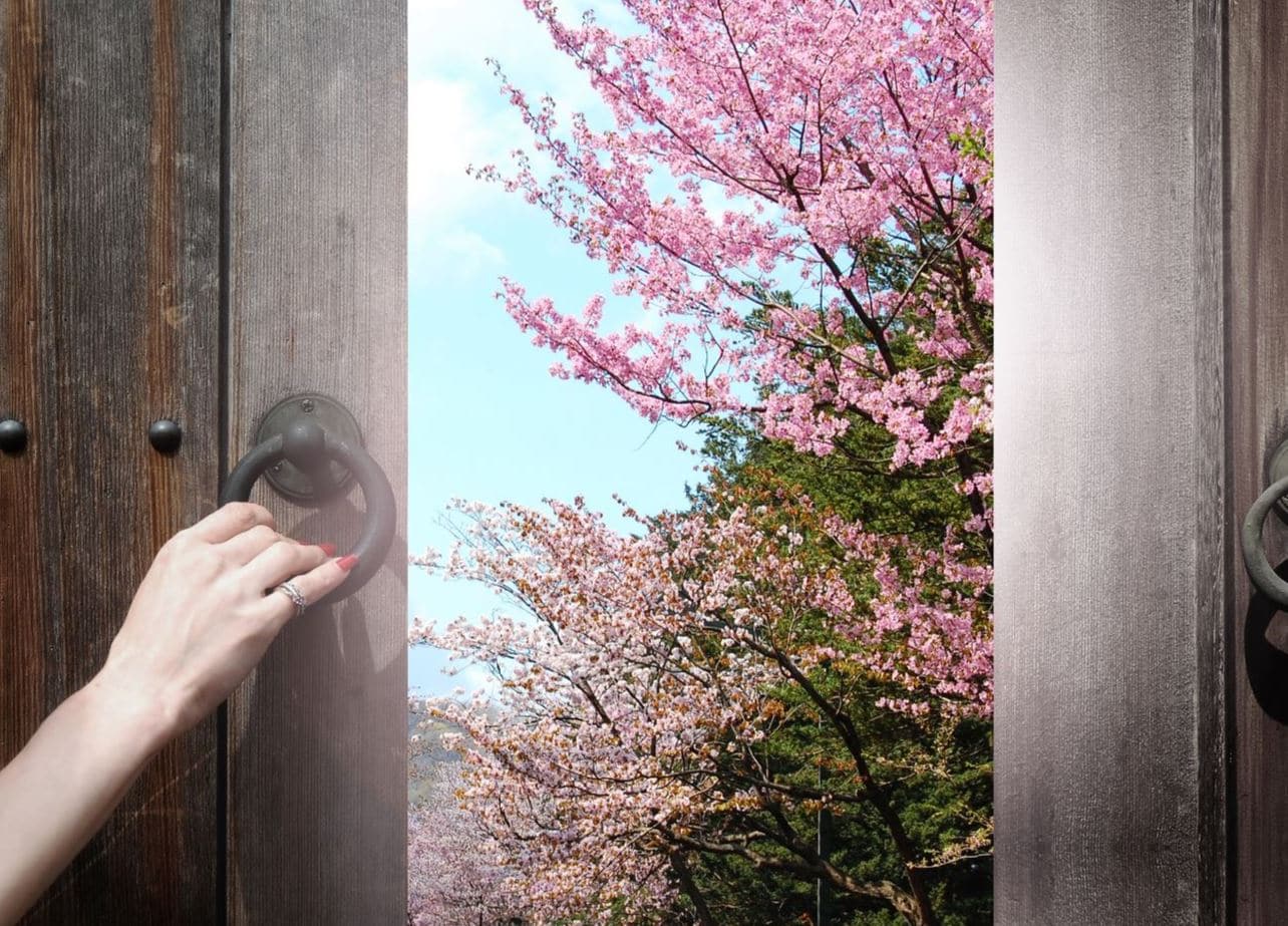 Cerisiers Japon