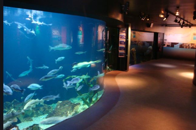 Musée Aquarium, 