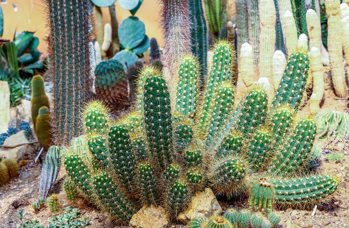 Kuentz Cactus