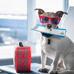 voyager en avion avec son animal de compagnie