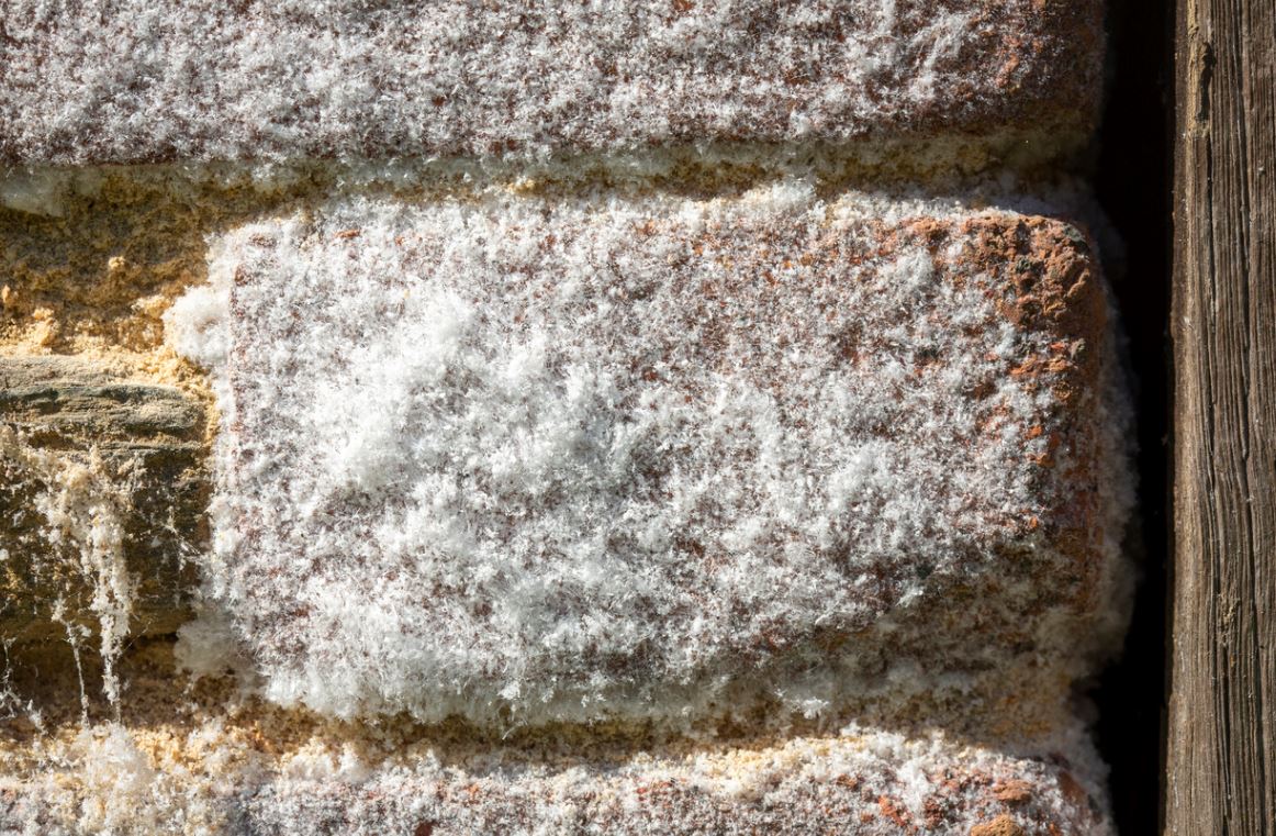 Salpetre Murs