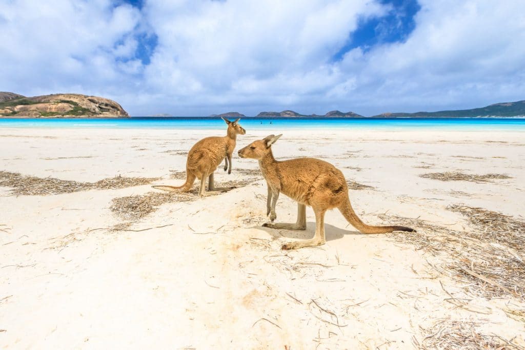 Kangaroos At Lucky Bay