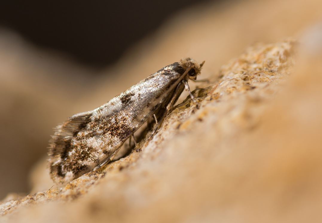 Mite De Vêtement