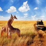 Safari Photo