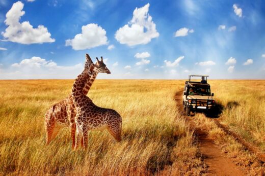 Safari Photo