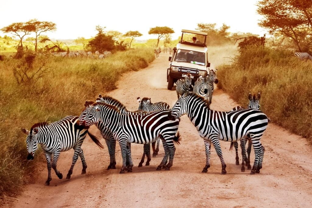 Safari Photo Afrique