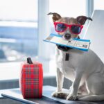 Voyage Avec Animal De Compagnie