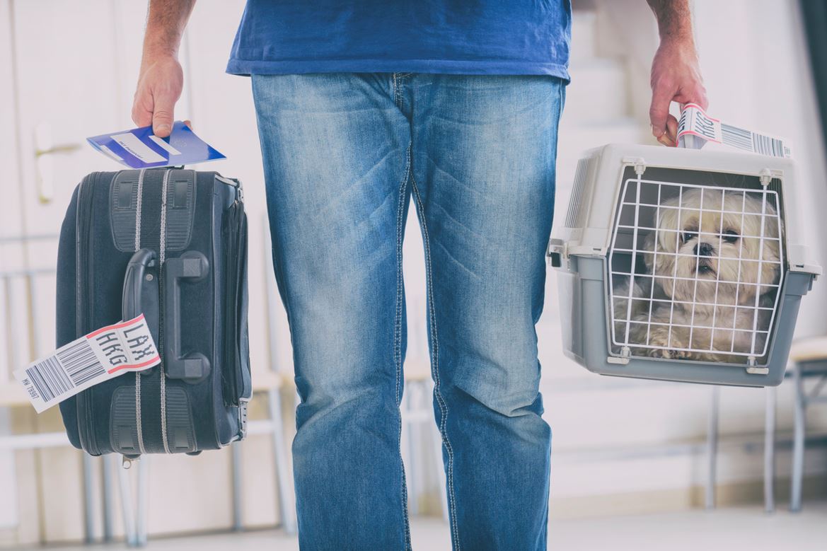 Voyage Avec Un Animal