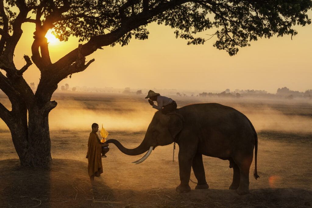 Les Thaïlandais et les éléphants donnent conjointement l’aumône au moine