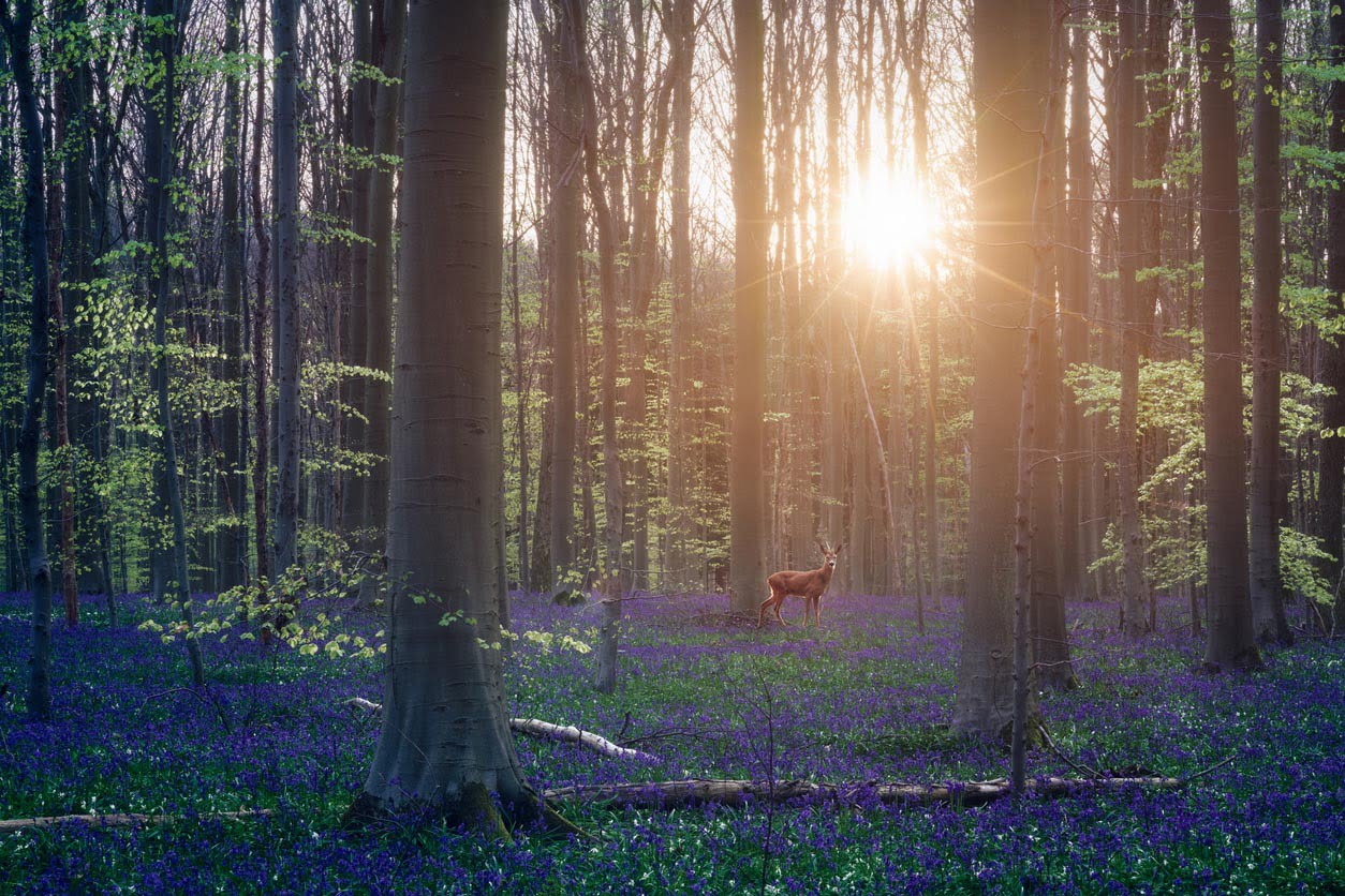 Un cerf marchant dans la forêt d’Hallerbos au lever du soleil. Hallerbos, Belgique