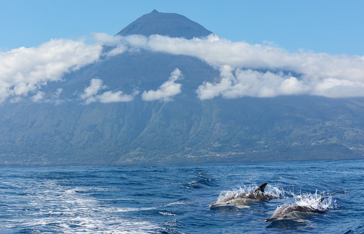 Paire de dauphins communs devant le volcan Pico, îles des Açores