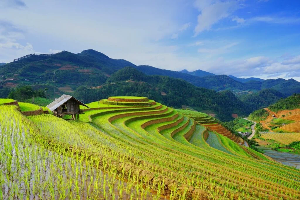 Champs de riz en terrasse en saison des pluies. ViêtNam