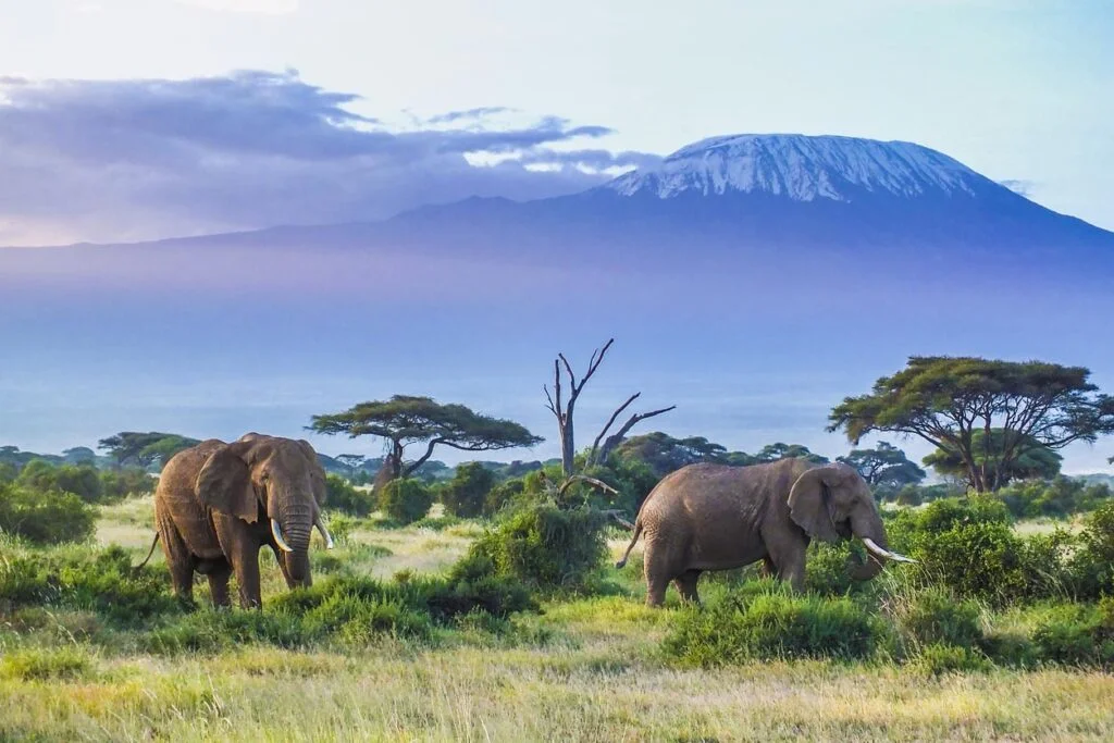Éléphants et le Kilimandjaro