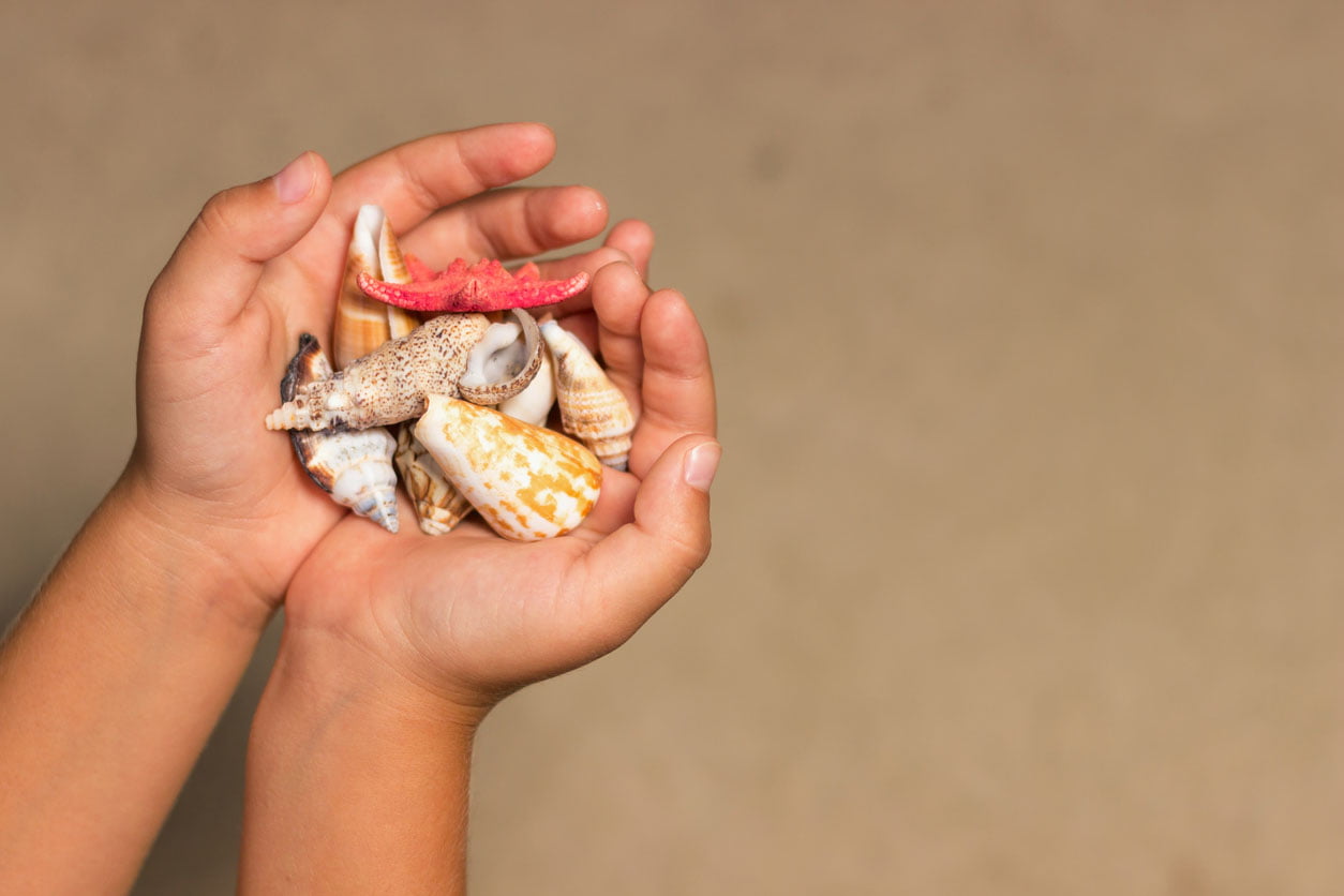 Coquilles dans les mains d’un enfant