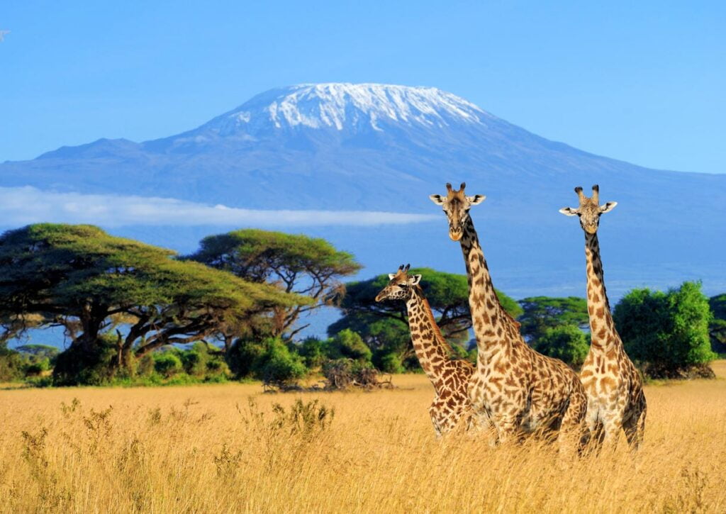 Trois girafes au Parc National du Kenya