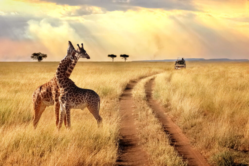 Groupe de girafes dans le Parc National de Serengeti en Tanzanie