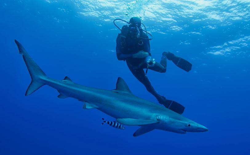 Faire De La Plogée Avec Les Requins Acores