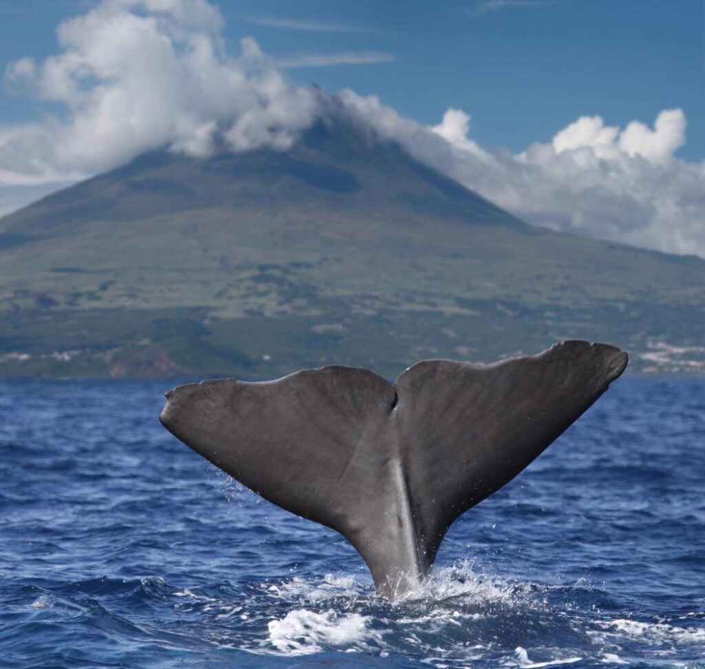 baleine fin dans l'avant du volcan Pico, îles Açores