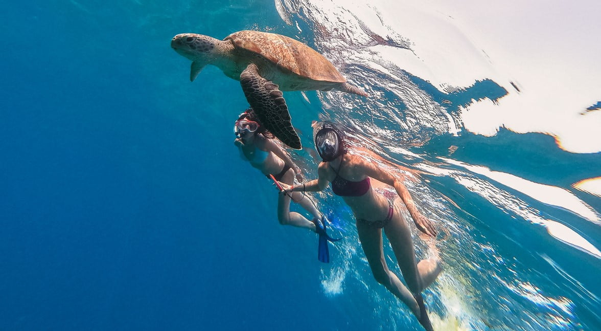Nager Avec Tortues