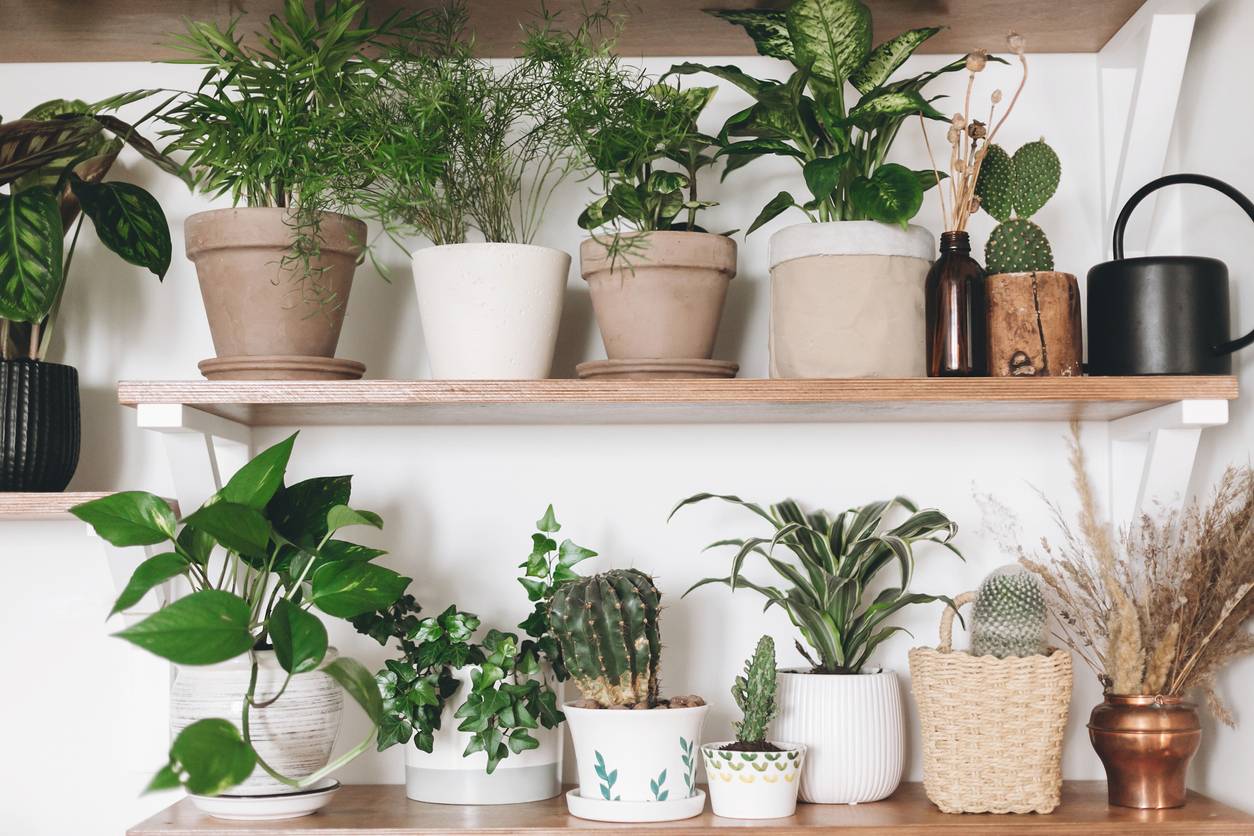 Plantes intérieur pour une déco éco-responsable