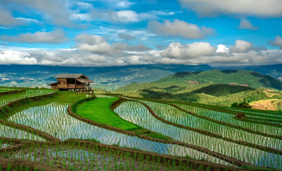 Rizière Chiang Mai