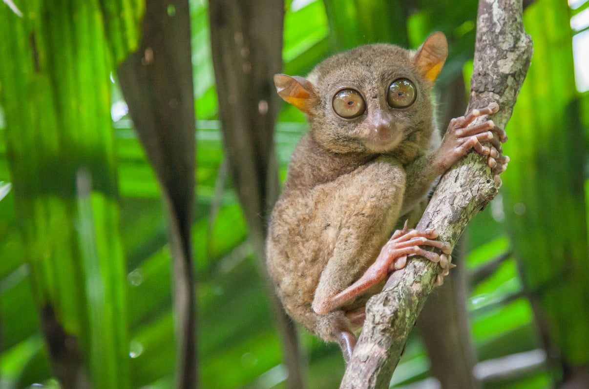 Tarsier Philippines