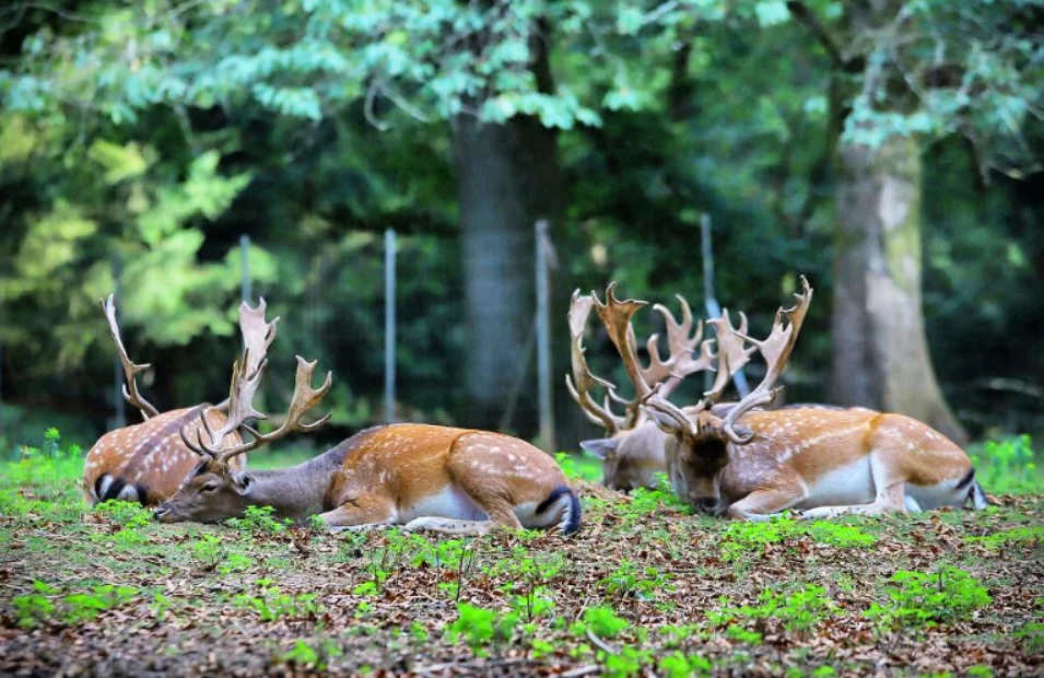 Parc Animalier Charleville Mezieres