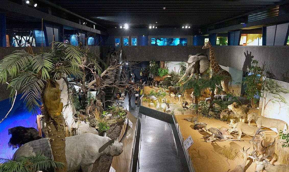 Le Musée D'histoire Naturelle Annemasse