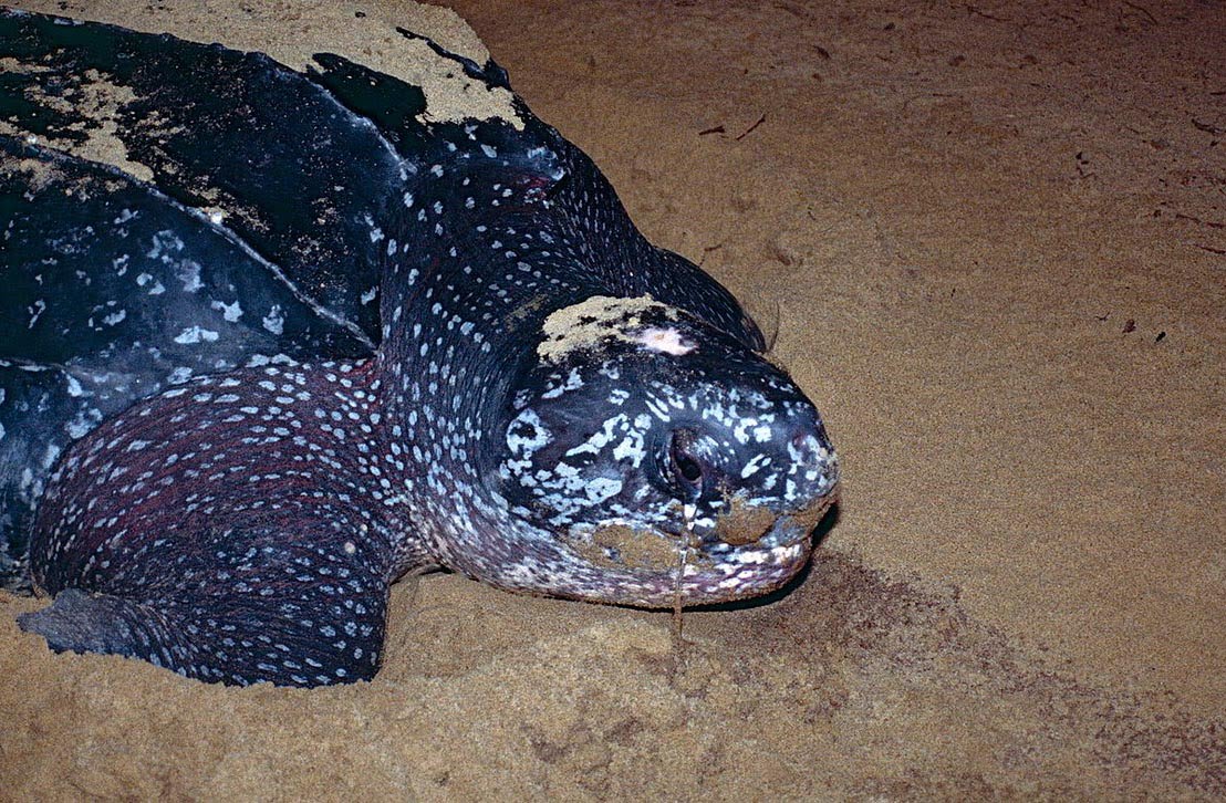 Tortue Sur La Plage Des Hattes