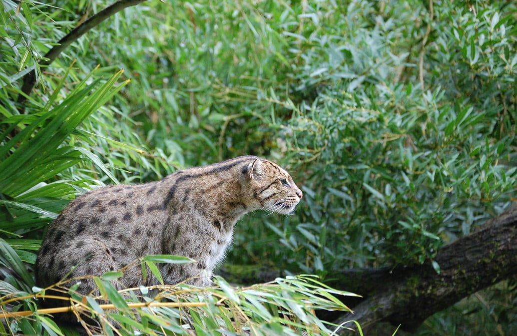 Zoo De Bordeaux Pessac