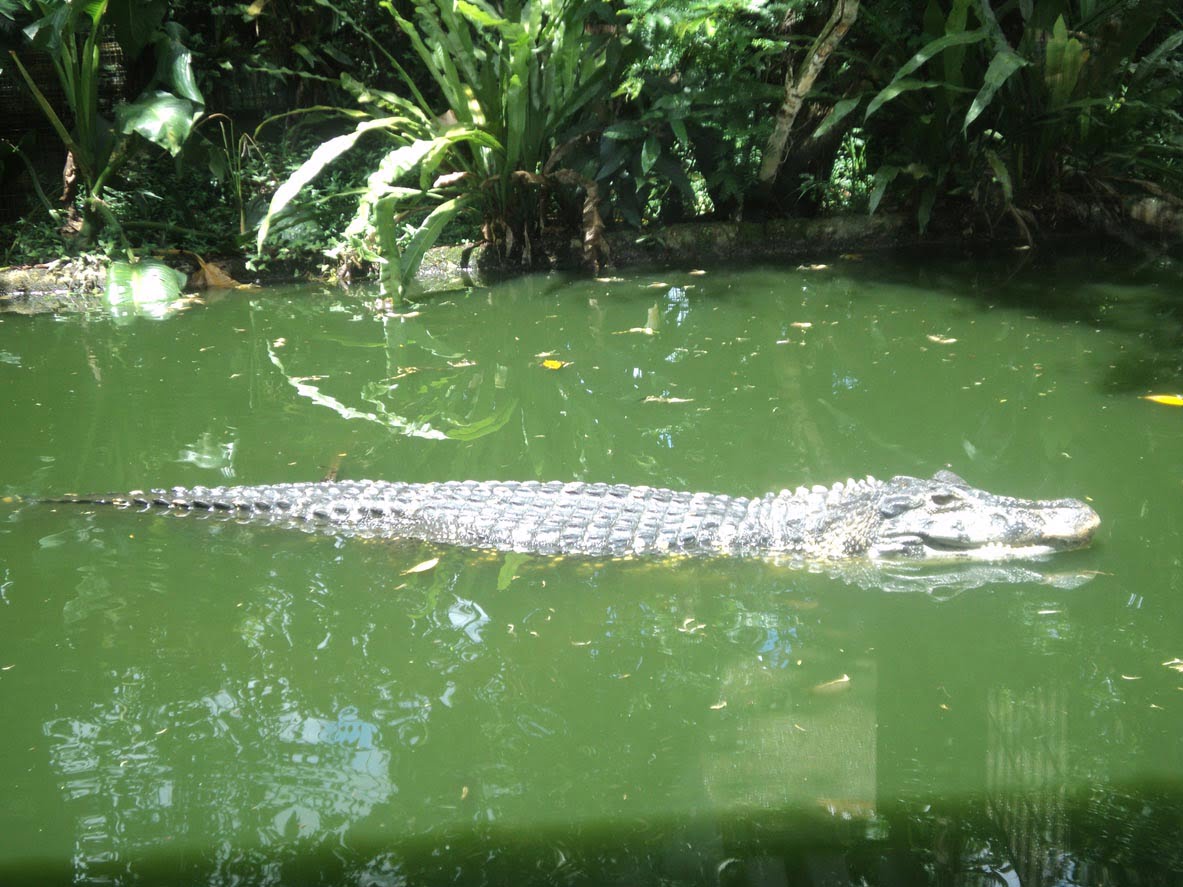 Crocodile dans l'eau 
