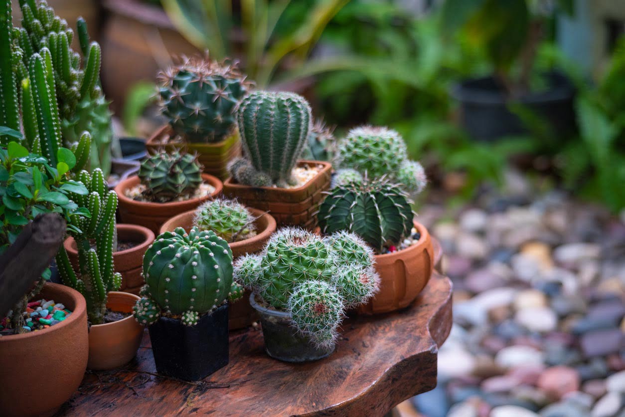 Plusieurs types de cactus