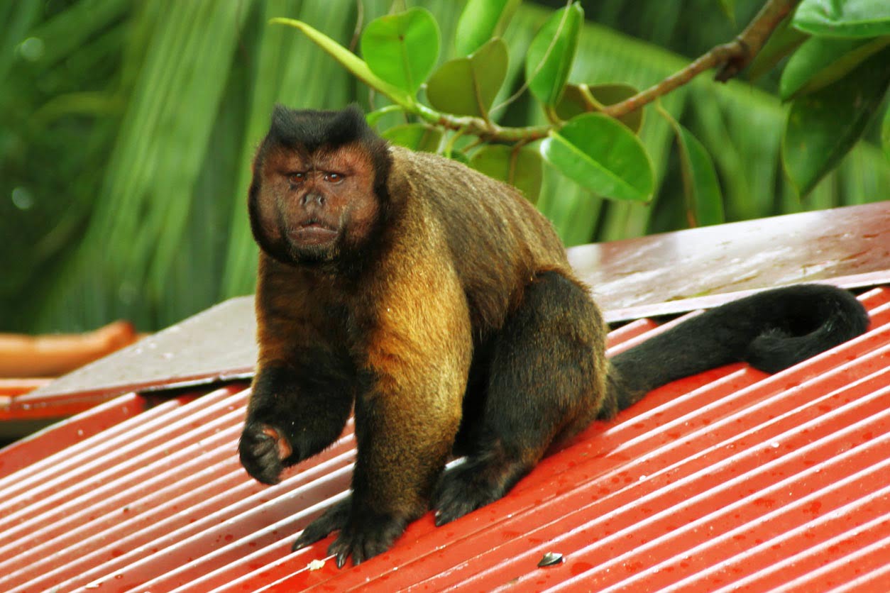 Singe sur un toit
