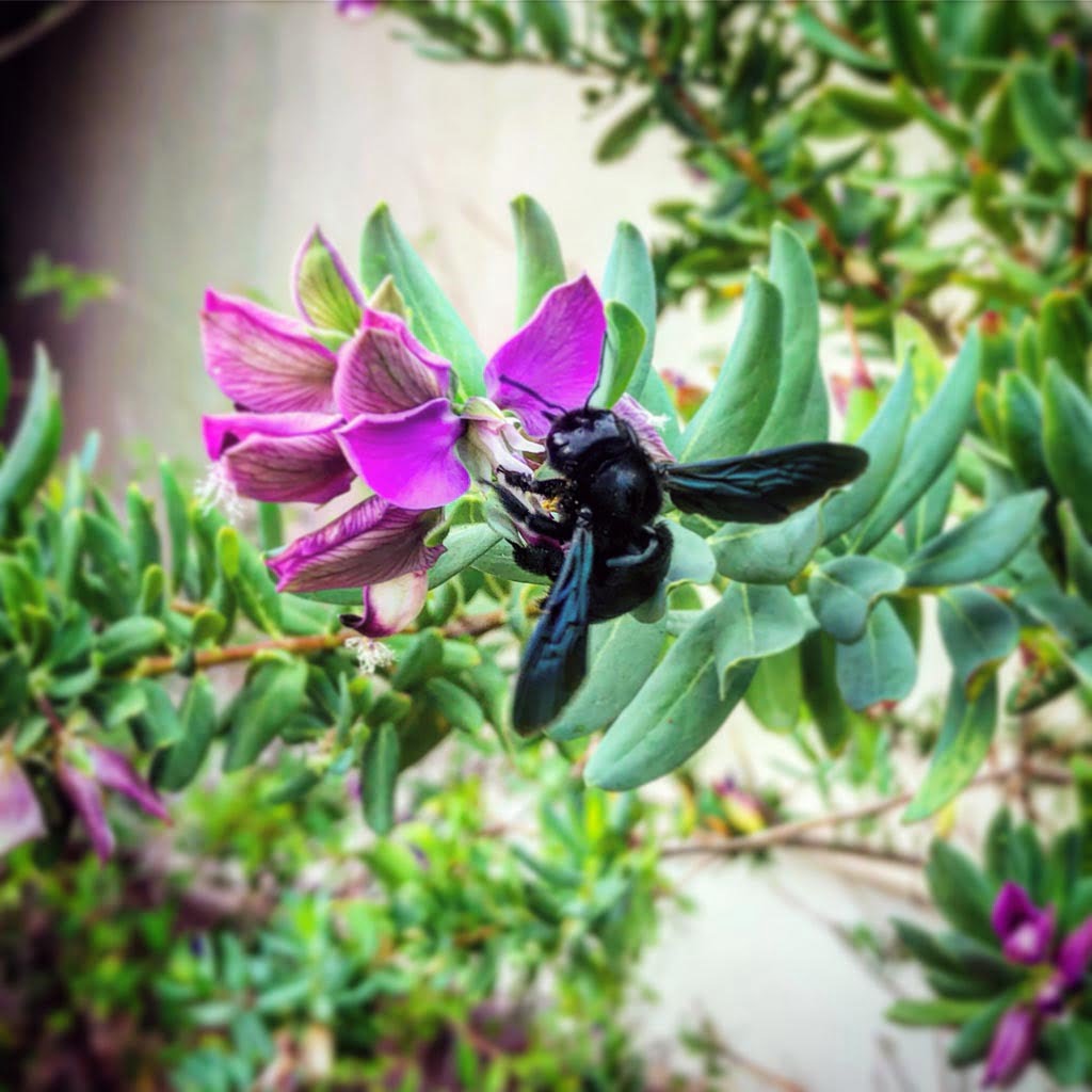 Une abeille butine au jardin botannique