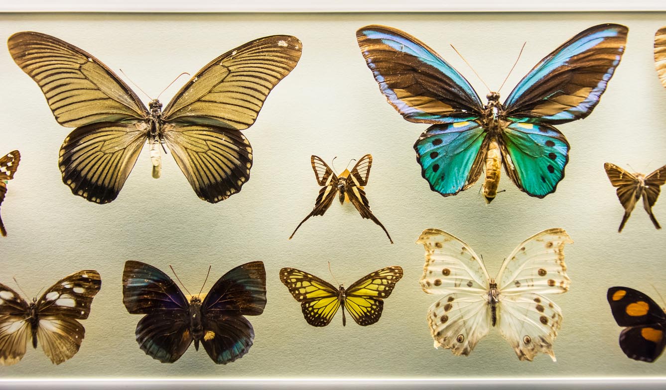 Collection de papillons 