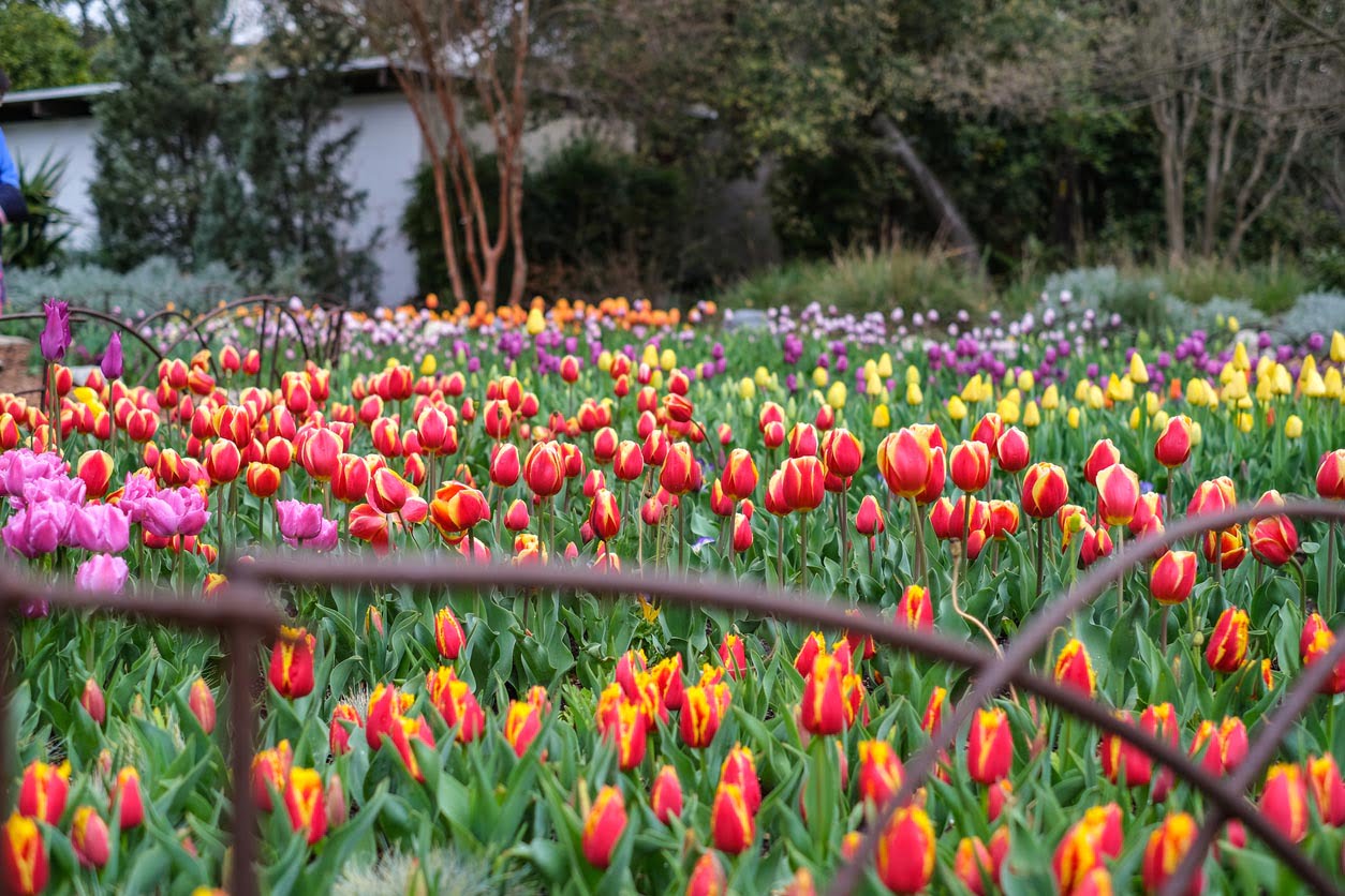 Tulipes Descanso Gardens