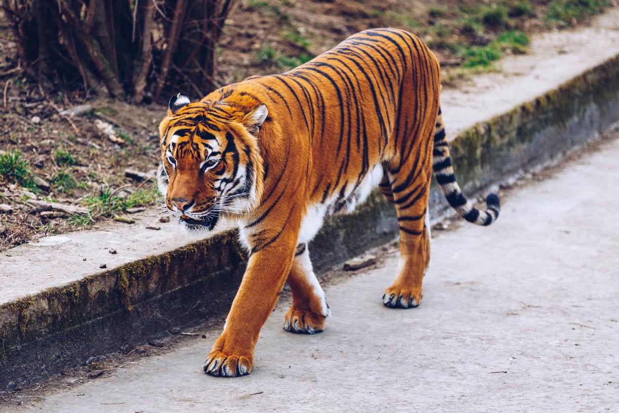 Tigre Sumatra du zoo de Prague