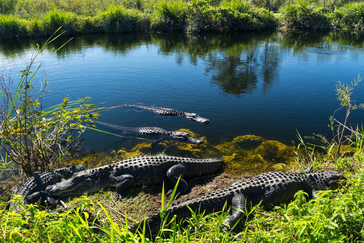 les alligators des Everglades