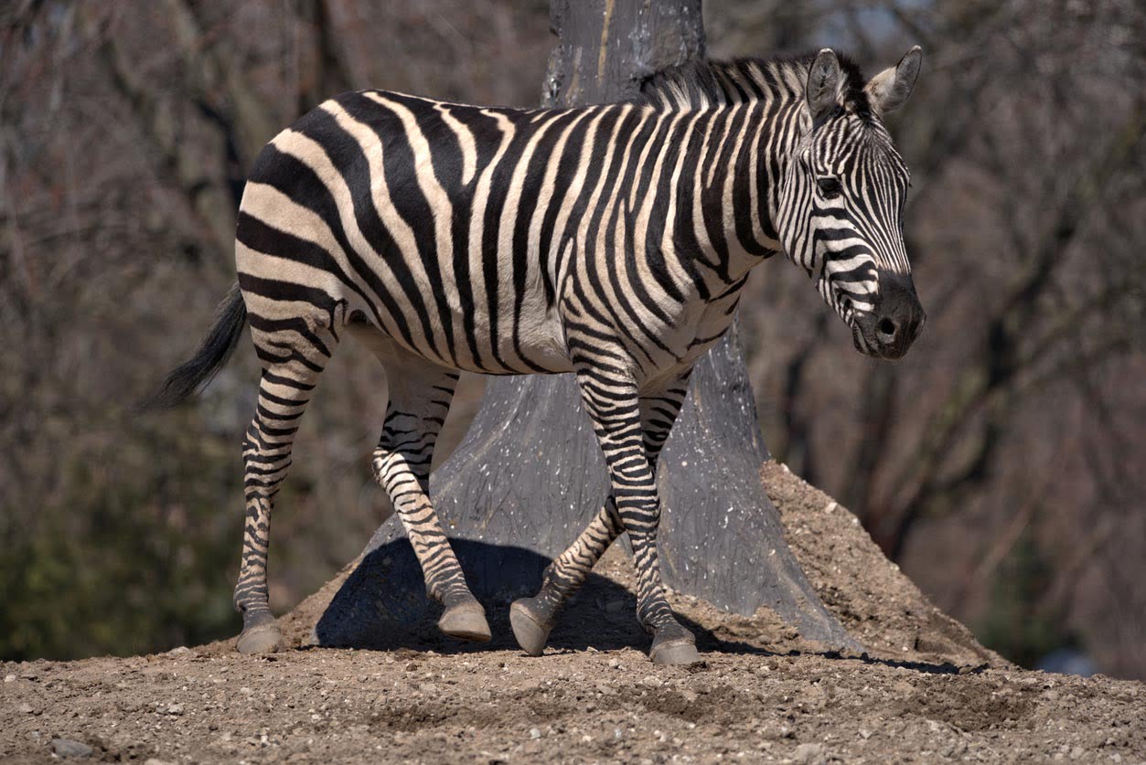Zebre au zoo Lincoln