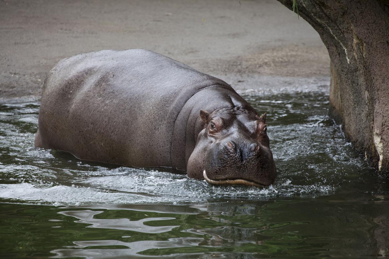 Hippopotame au zoo de seattle